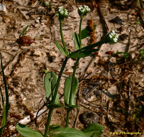 {Valerianella radiata}